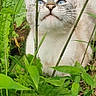 cat, kitten, animal, pet, feline, white_fur, gray_fur, blue_eyes, whiskers, portrait, close_up, outdoors, garden, grass, greenery, plants, wildlife, peeking, curious, nature