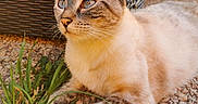 Isis participe au concours pour gagner de l'argent avec cette photo : cat, tabby, feline, pet, animal, outdoor, grass, garden, pebbles, wicker, chair, close_up, portrait, blue_eyes, brown_fur, striped_fur, whiskers, ears, paws, relaxed