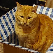 Tigger joined the competition — help win amazing prizes! cat, orange_tabby, box, cardboard, indoor, pet, feline, animal, sitting, cozy, striped, fur, whiskers, ears, face, looking, closeup, domestic_cat, resting, container