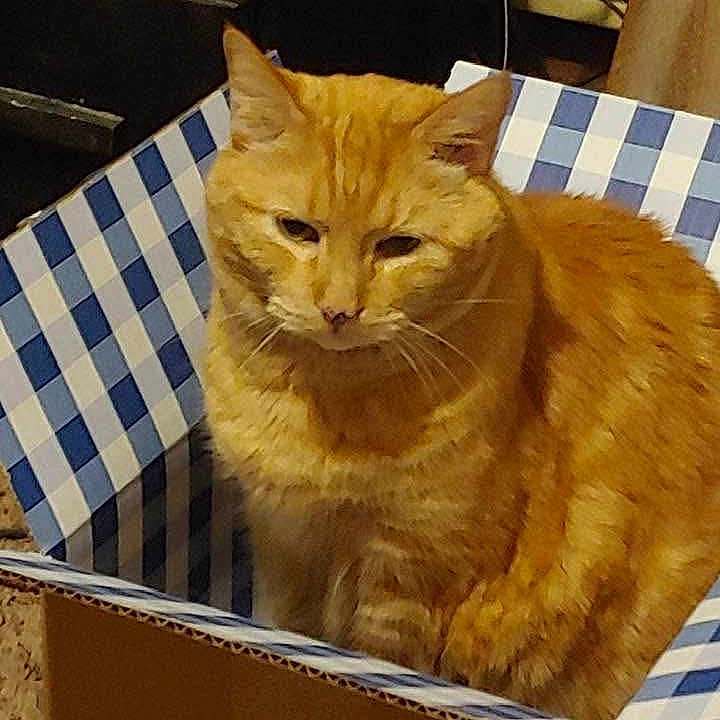Tigger joined the competition — help win amazing prizes! animal, box, cardboard, cat, closeup, container, cozy, domestic_cat, ears, face, feline, fur, indoor, looking, orange_tabby, pet, resting, sitting, striped, whiskers