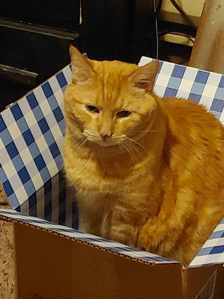 Tigger joined the competition — help win amazing prizes! cat, orange_tabby, box, cardboard, indoor, pet, feline, animal, sitting, cozy, striped, fur, whiskers, ears, face, looking, closeup, domestic_cat, resting, container