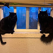 Smokier joined the competition — help win amazing prizes! cat, black_cat, window, windowsill, blinds, indoor, pets, animal, feline, evening, texture, wall, looking, sitting, curious, domestic, home, quiet, two_animals, shadow