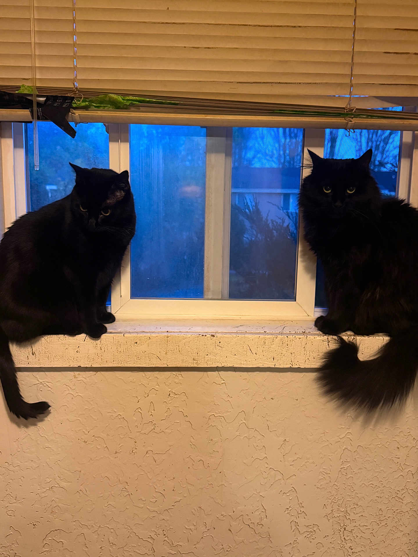 Smokier joined the competition — help win amazing prizes! cat, black_cat, window, windowsill, blinds, indoor, pets, animal, feline, evening, texture, wall, looking, sitting, curious, domestic, home, quiet, two_animals, shadow