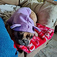 Tika is registered to the contest to win money with this photo: dog, french_bulldog, pet, blanket, couch, hoodie, purple, red_blanket, living_room, pillow, jeans, close_up, sleepy, indoor, plush, carpet, paw, face, muzzle, fabric