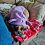 dog, french_bulldog, pet, blanket, couch, hoodie, purple, red_blanket, living_room, pillow, jeans, close_up, sleepy, indoor, plush, carpet, paw, face, muzzle, fabric