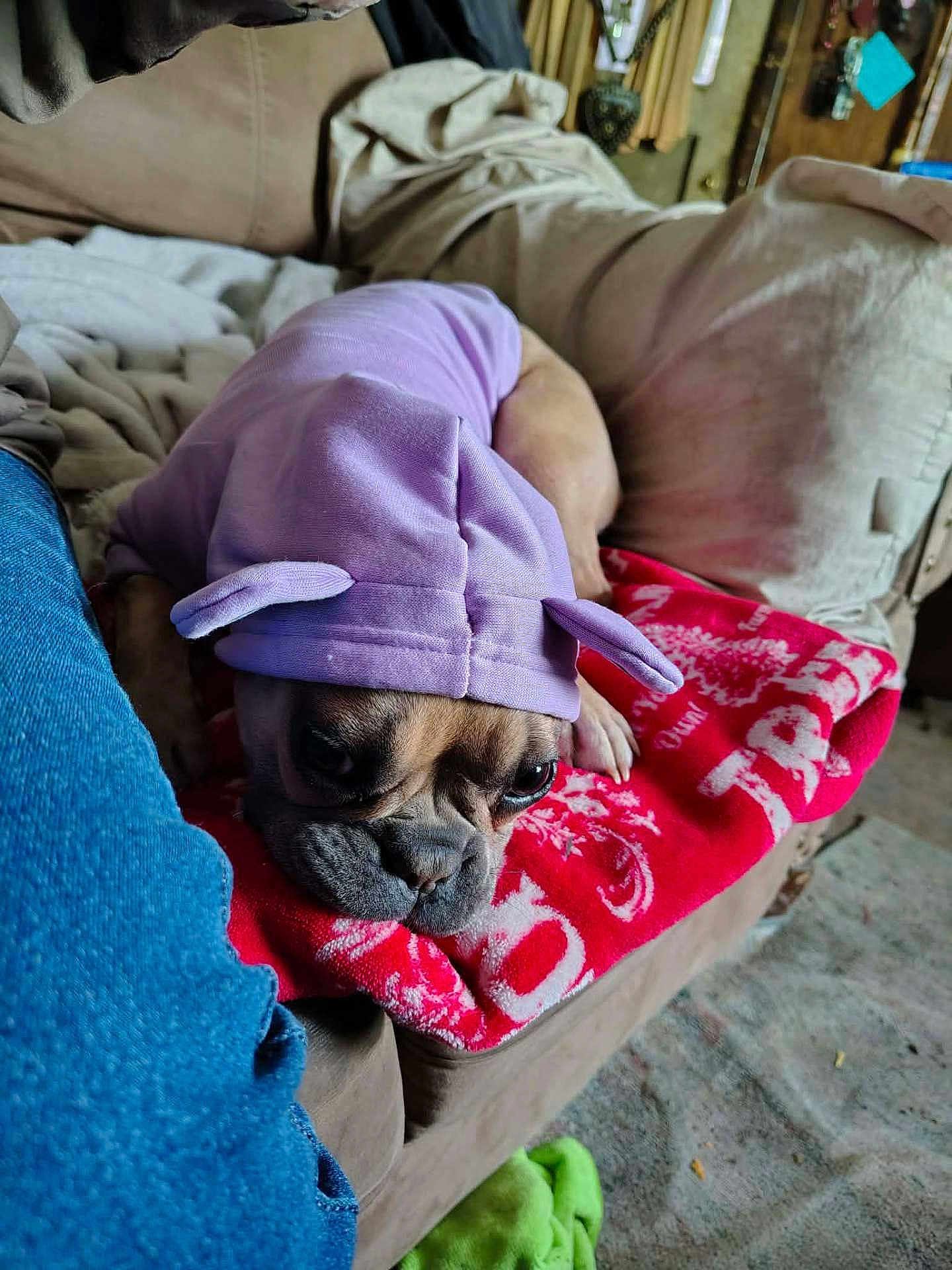 Tika is registered to the contest to win money with this photo: dog, french_bulldog, pet, blanket, couch, hoodie, purple, red_blanket, living_room, pillow, jeans, close_up, sleepy, indoor, plush, carpet, paw, face, muzzle, fabric
