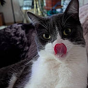 Alf a rejoint le concours — aidez-le/la à gagner de superbes lots ! animal, cat, close_up, cozy, cute, domestic_cat, eyes, face, feline, fluffy, gray_and_white, indoor, licking, nose, pet, portrait, relaxed, soft_fur, tongue_out, whiskers