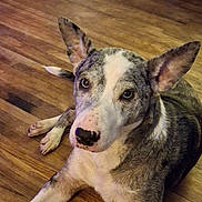 Abby is registered to the contest to win money with this photo: animal, canine, close_up, companion, curious, dog, domestic_animal, ears, expression, fur, house, indoor, laying_down, looking_up, mammal, nose, pet, portrait, relaxed, wooden_floor