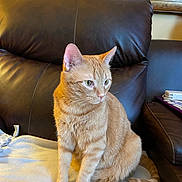 Charlie joined the competition — help win amazing prizes! animal, blanket, cat, cozy, curious, domestic_cat, ears, feline, fur, furniture, home, indoor, leather_couch, orange_tabby, pet, portrait, relaxed, seated, tail, whiskers