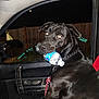 Django is registered to the contest to win money with this photo: animal, black_dog, canine, car_interior, chain_collar, dark, dog, domestic_animal, fence, leash, looking_back, night, pet, reflection, seat, seatbelt, side_mirror, vehicle, water_bottle, window