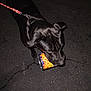 Django joined the competition — help win amazing prizes! animal, asphalt, black_dog, can, cheese_balls, close_up, dark, dog, flash, food_container, leash, muzzle, night, outdoor, pet, playful, shiny_coat, sniffing, street, walking
