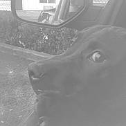 Django is registered to the contest to win money with this photo: animal, black_dog, canine, car_interior, close_up, curious, daytime, dog, fence, leaves, nature, outdoor, parking_lot, pet, reflection, road, seat, side_mirror, vehicle, window