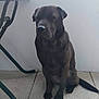 animal, black_dog, calm, canine, companion, dog, domestic_animal, floor, fur, indoor, paw, pet, quiet, quiet_moment, resting, side_view, sitting, table_leg, tail, tile_floor