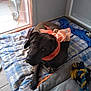 Night participe au concours pour gagner de l'argent avec cette photo : animal, bed, black_dog, blanket, bow, cozy, cute, dog, door, floor, home, indoor, looking_up, pet, plaid_blanket, resting, rope_toy, tennis_ball, toy, window