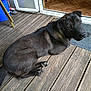 animal, black_fur, blue_bucket, broom, calm, canine, dog, domestic_animal, door, floor_mat, house, indoors, looking, natural_light, outdoors, pet, quiet, resting, sideways, wooden_deck