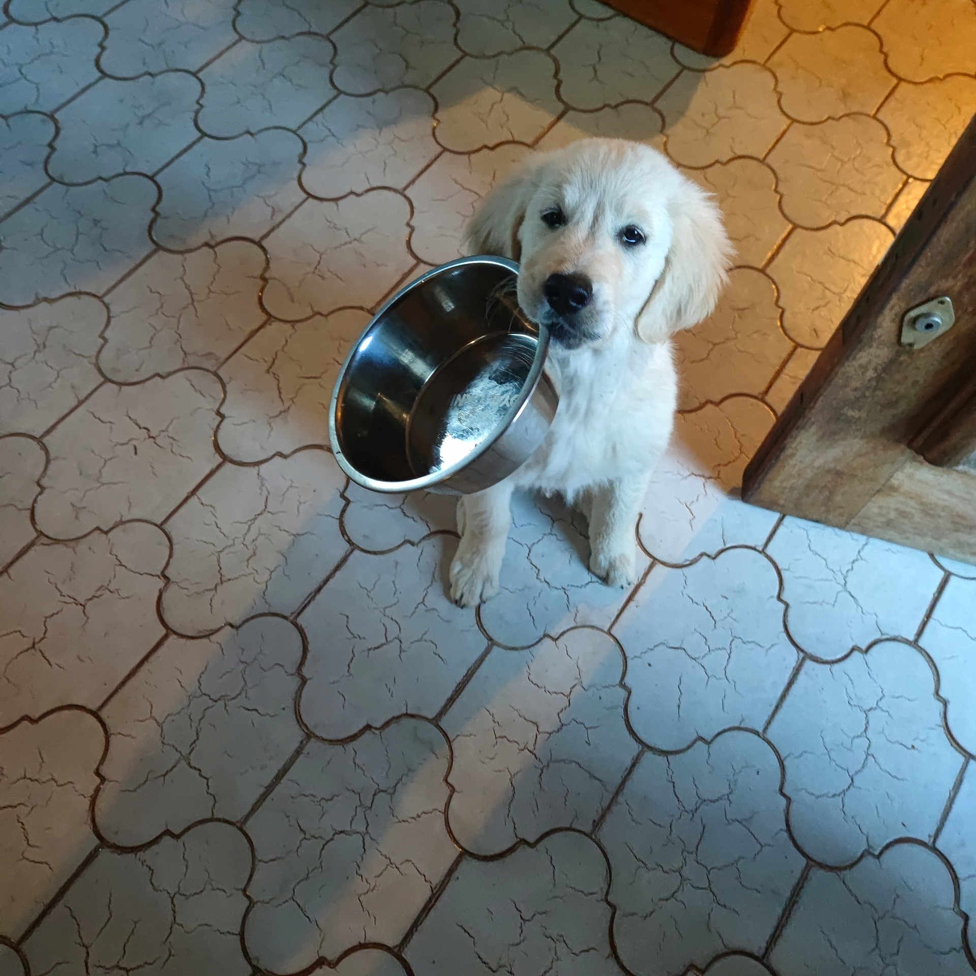 Vegas a rejoint le concours — aidez-le/la à gagner de superbes lots ! animal, bucket, canine, cockerspaniel, dog, eskimodog, flagstone, goldenretriever, hound, labradorretriever, leash, path, pet, poodle, puppy, slate, terrier, tile, walkway, whitedog