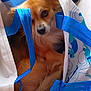 Bob a rejoint le concours — aidez-le/la à gagner de superbes lots ! animal, blue_straps, brown_fur, close_up, cozy, curious, cute, dog, ears, face, indoor, long_fur, looking, pet, resting, shopping_bag, sitting, small_dog, snout, white_bag