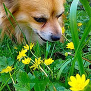 Bob a rejoint le concours — aidez-le/la à gagner de superbes lots ! animal, canine, close_up, dog, flower_bed, fluffy, fur, garden, grass, greenery, leaf, nature, outdoor, pet, plants, small_dog, sniffing, spring, summer, yellow_flowers