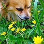 animal, canine, close_up, dog, flower_bed, fluffy, fur, garden, grass, greenery, leaf, nature, outdoor, pet, plants, small_dog, sniffing, spring, summer, yellow_flowers