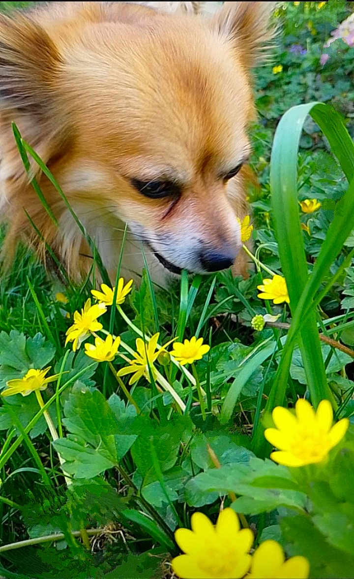 Bob