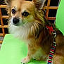 animal, brown_dog, chair, close_up, companion, cute, dog, domestic_animal, ears, friendly, fur, green_chair, harness, indoor, leash, looking_away, pet, sitting, small_dog, wooden_lattice