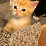 Simba is registered to the contest to win money with this photo: animal, black_and_white_cat, blanket, cat, closeup, cozy, curious, cute, domestic_cat, eyes, feline, fur, indoor, kitten, looking, orange_cat, pets, soft, texture, young_animal