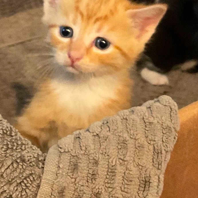 Simba