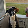 Izzy joined the competition — help win amazing prizes! animal, bulldog, canine, dog, flower, flowerarrangement, flowerbouquet, grass, hound, indoors, interiordesign, jar, outdoors, pet, plant, planter, pointer, pottedplant, pottery, vase