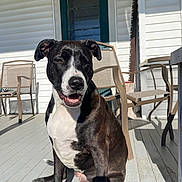 Izzy joined the competition — help win amazing prizes! animal, architecture, building, canine, chair, diningtable, dog, furniture, hardwood, hound, house, housing, indoors, interiordesign, pet, plywood, pointer, porch, table, wood
