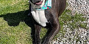 Izzy is registered to the contest to win money with this photo: animal, ball, boxer, bulldog, canine, dog, grass, greatdane, hound, outdoors, path, pebble, pet, pitbull, plant, puppy, road, rock, slate, soil
