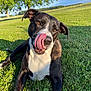 Izzy is registered to the contest to win money with this photo: animal, bodypart, bulldog, canine, dog, field, grass, grassland, hound, lawn, mouth, nature, outdoors, park, person, pet, plant, pointer, puppy, tree