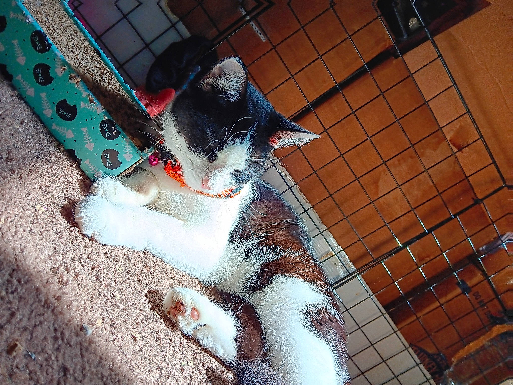 Oreo joined the competition — help win amazing prizes! animal_shelter, canidae, carnivore, cat, claw, domestic_short_haired_cat, fawn, felidae, flooring, foot, fur, human_leg, pattern, paw, pet_supply, shadow, small_to_medium_sized_cats, snout, tail, whiskers