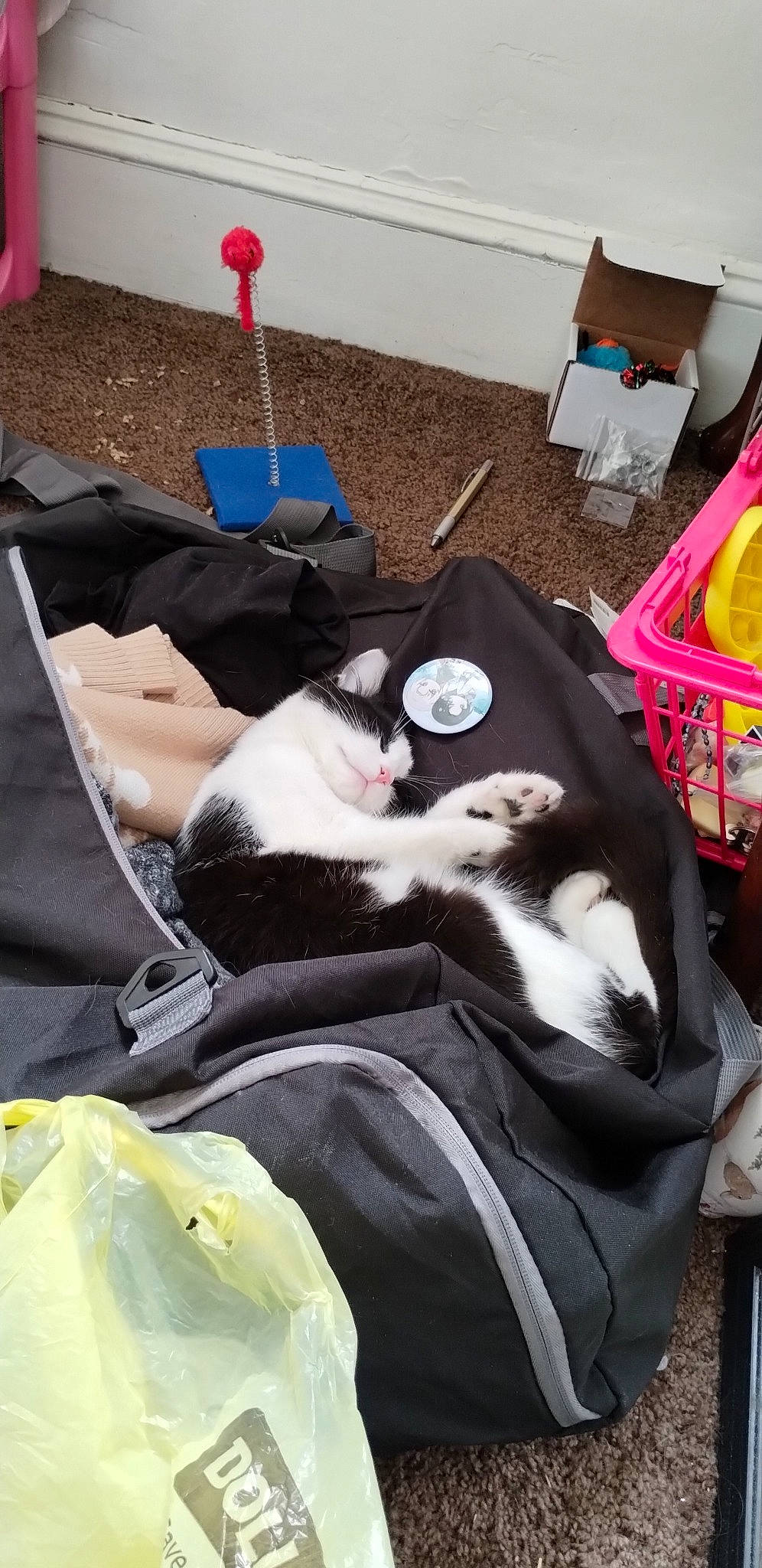 Oreo joined the competition — help win amazing prizes! bag, canidae, carnivore, cat, comfort, companion_dog, dog_breed, felidae, fur, grass, linens, luggage_and_bags, nap, room, small_to_medium_sized_cats, snapshot, sporting_group, tail, whiskers