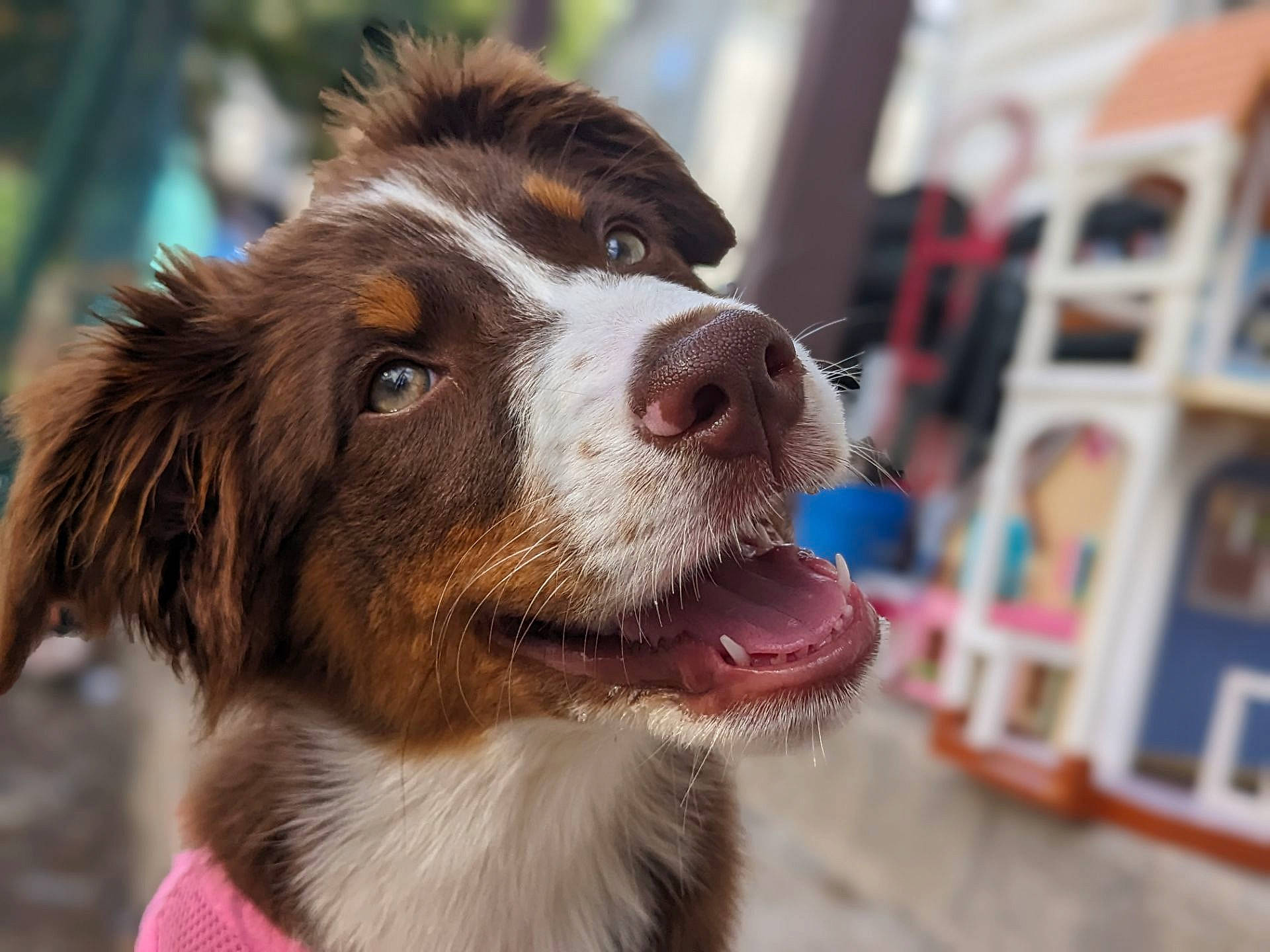Dakota is registered to the contest to win money with this photo: australian_collie, australian_shepherd, canidae, carnivore, companion_dog, dog, dog_breed, fur, gun_dog, herding_dog, liver, pont_audemer_spaniel, snout, sporting_group, terrestrial_animal, whiskers, working_animal, working_dog