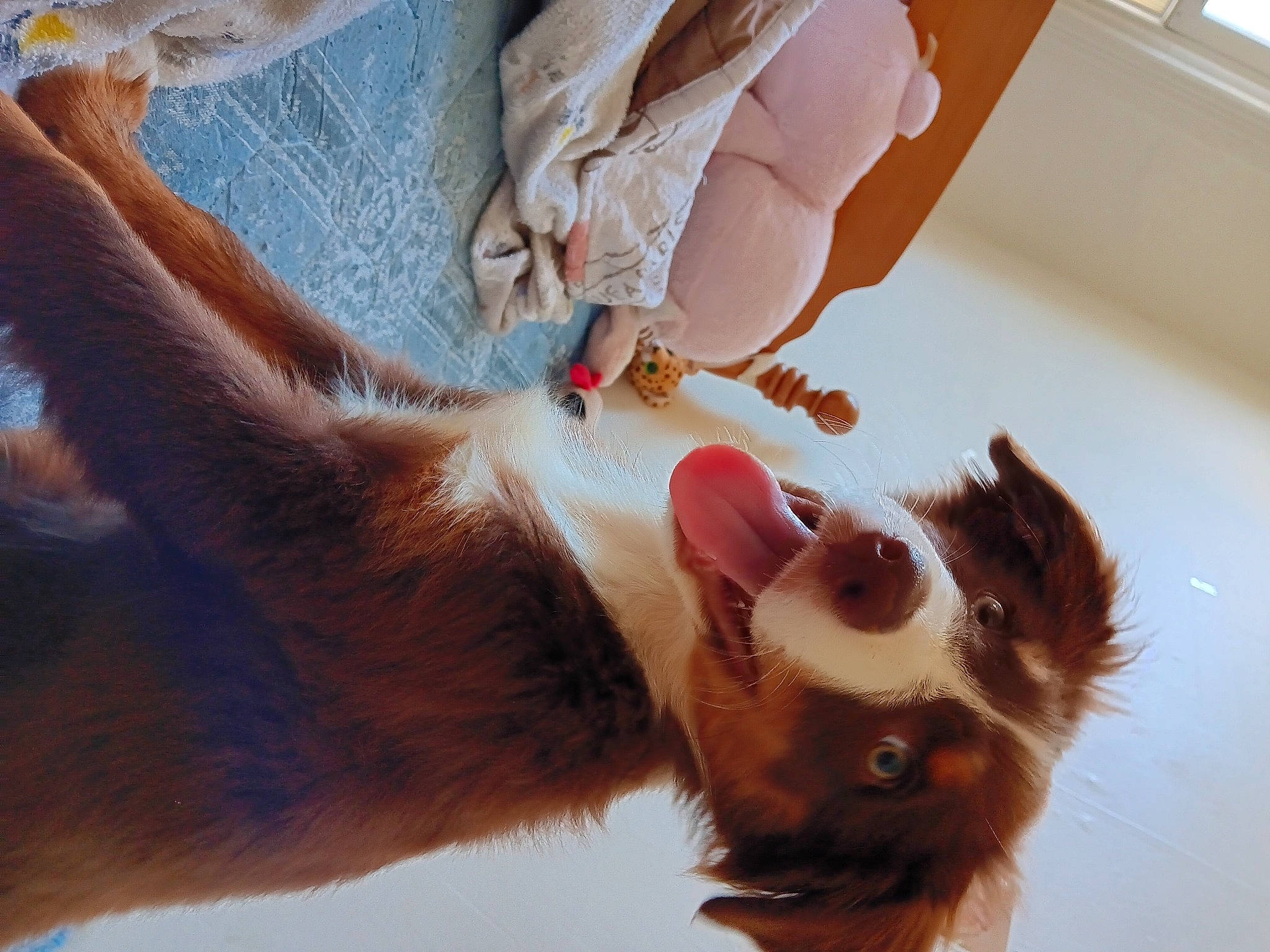 Dakota is registered to the contest to win money with this photo: canidae, carnivore, companion_dog, dog, dog_breed, ear, eyelash, eyewear, fawn, felidae, fur, human_leg, paw, snout, sporting_group, sunglasses, tail, toy_dog, whiskers