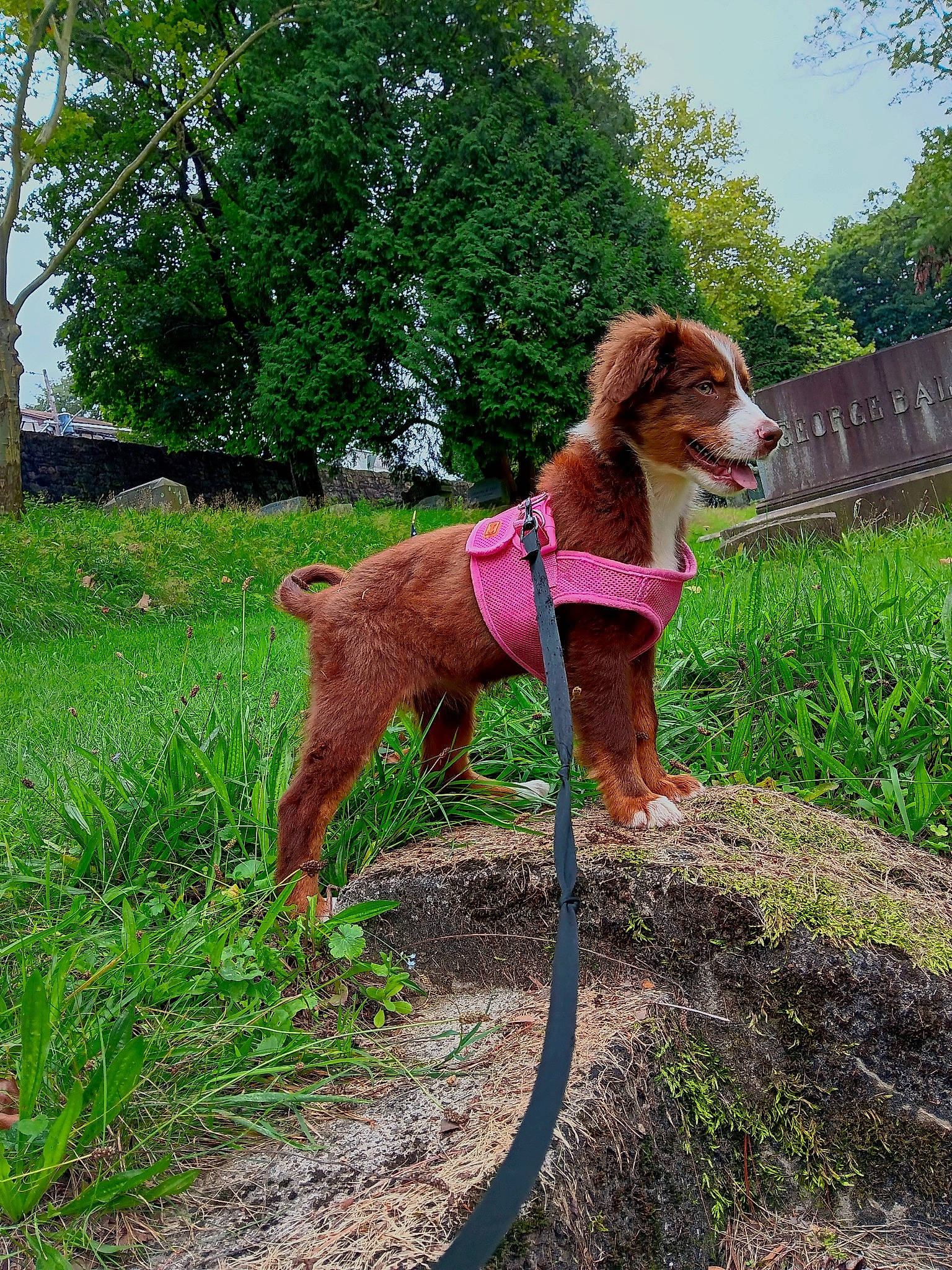 Dakota joined the competition — help win amazing prizes! canidae, carnivore, collar, companion_dog, dog, dog_breed, dog_collar, dog_supply, fawn, grass, groundcover, leash, liver, pet_supply, plant, sky, sporting_group, tail, tree, working_animal