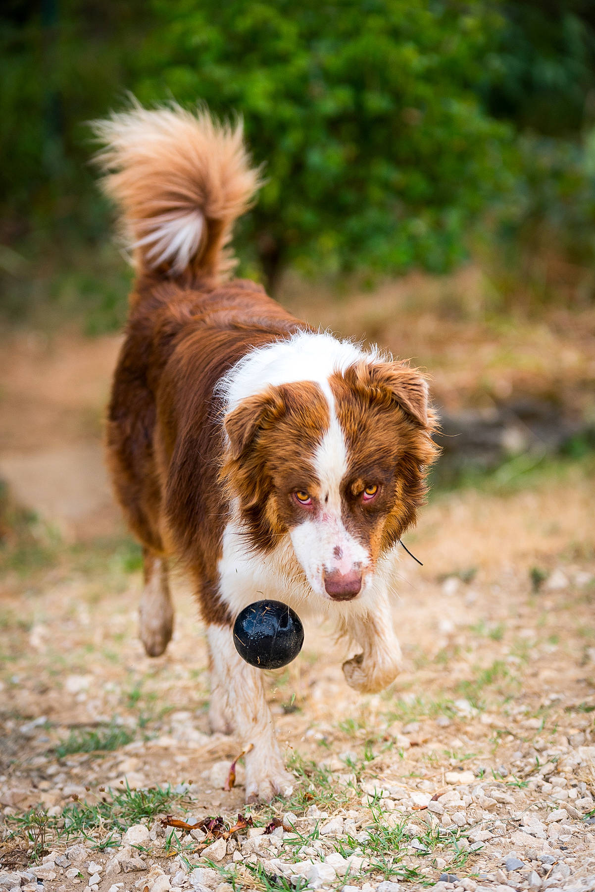Nooky a rejoint le concours — aidez-le/la à gagner de superbes lots ! australian_shepherd, canidae, carnivore, companion_dog, dog, dog_breed, fawn, field, fur, grass, gun_dog, herding_dog, liver, plant, snout, sporting_group, tail, terrestrial_animal, wildlife, working_dog