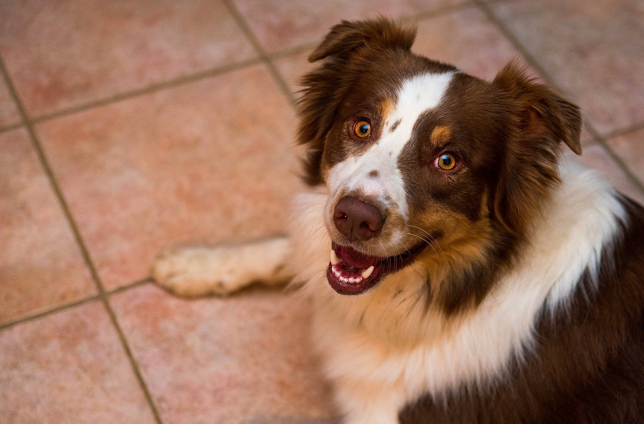 Nooky participe au concours pour gagner de l'argent avec cette photo : australian_collie, australian_shepherd, border_collie, carnivore, companion_dog, dog, dog_breed, flooring, fur, gun_dog, hardwood, herding_dog, sporting_group, terrestrial_animal, tile_flooring, whiskers, working_dog