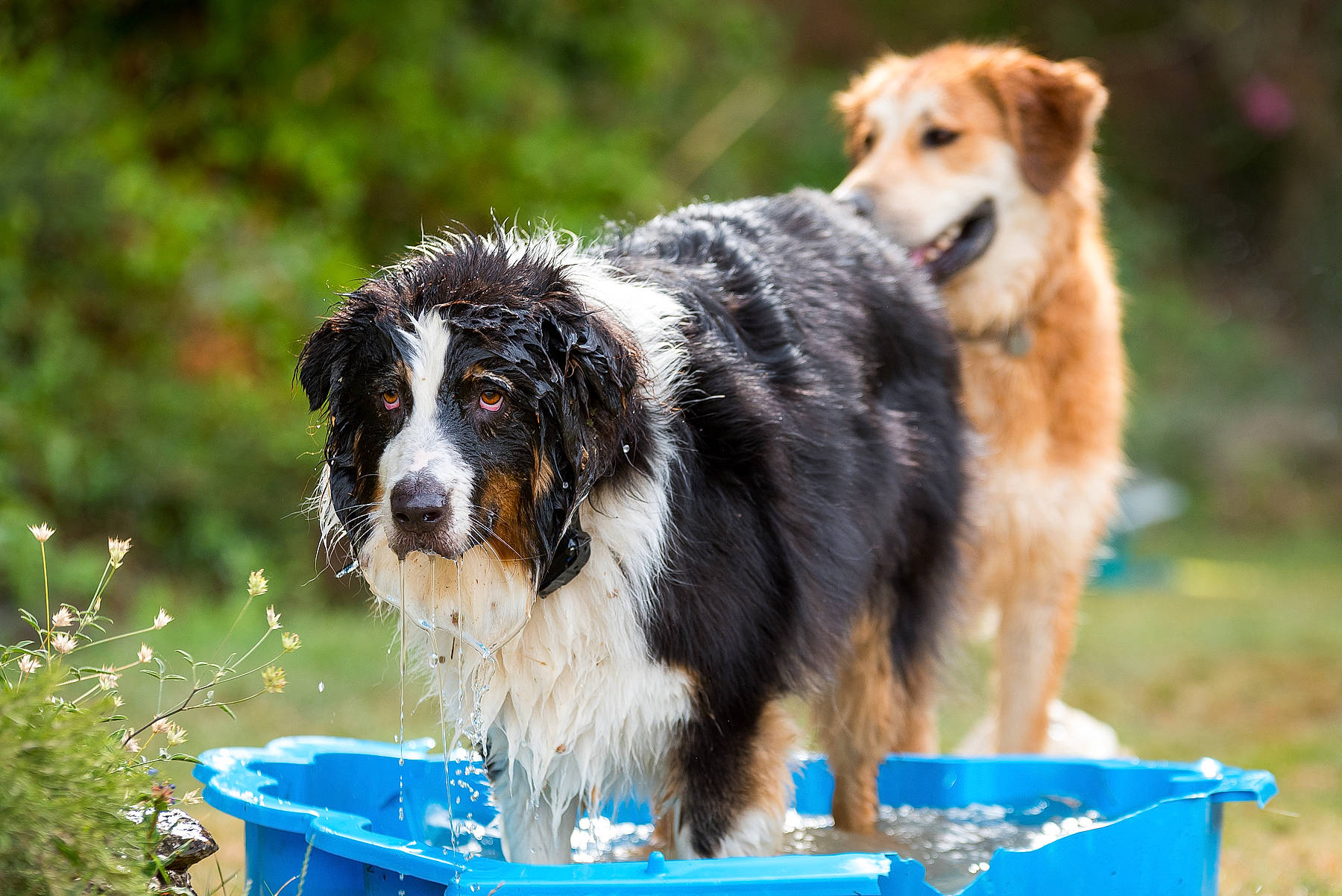 Booguy participe au concours pour gagner de l'argent avec cette photo : canidae, carnivore, companion_dog, dog, dog_breed, grass, herding_dog, plant, sporting_group, tree, working_dog