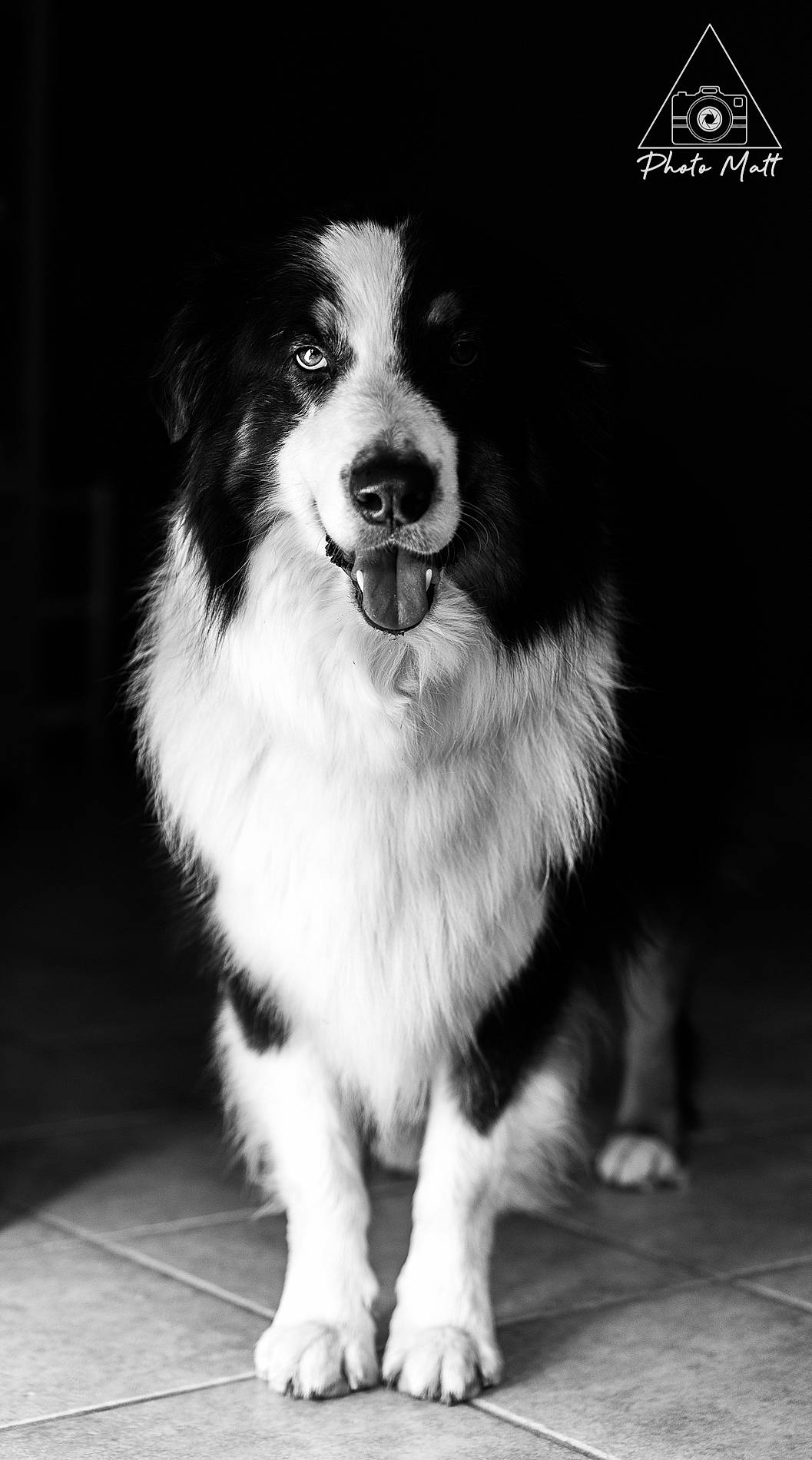 Booguy participe au concours pour gagner de l'argent avec cette photo : ancient_dog_breeds, border_collie, canidae, carnivore, companion_dog, darkness, dog, dog_breed, flooring, fur, herding_dog, monochrome, monochrome_photography, snout, sporting_group, style, whiskers, working_dog