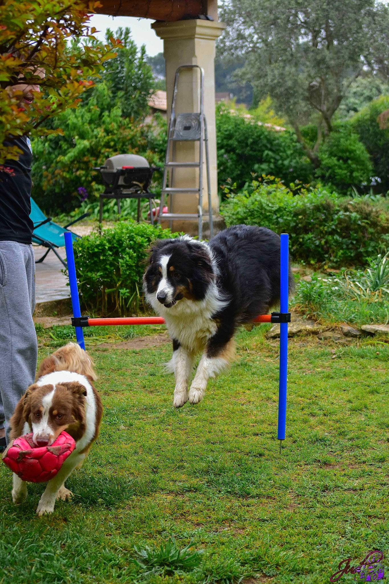 Booguy a rejoint le concours — aidez-le/la à gagner de superbes lots ! border_collie, canidae, carnivore, collar, companion_dog, dog, dog_breed, dog_sports, grass, herding_dog, lawn, plant, recreation, sporting_group, tail, toy_dog, tree, working_animal, working_dog, yard