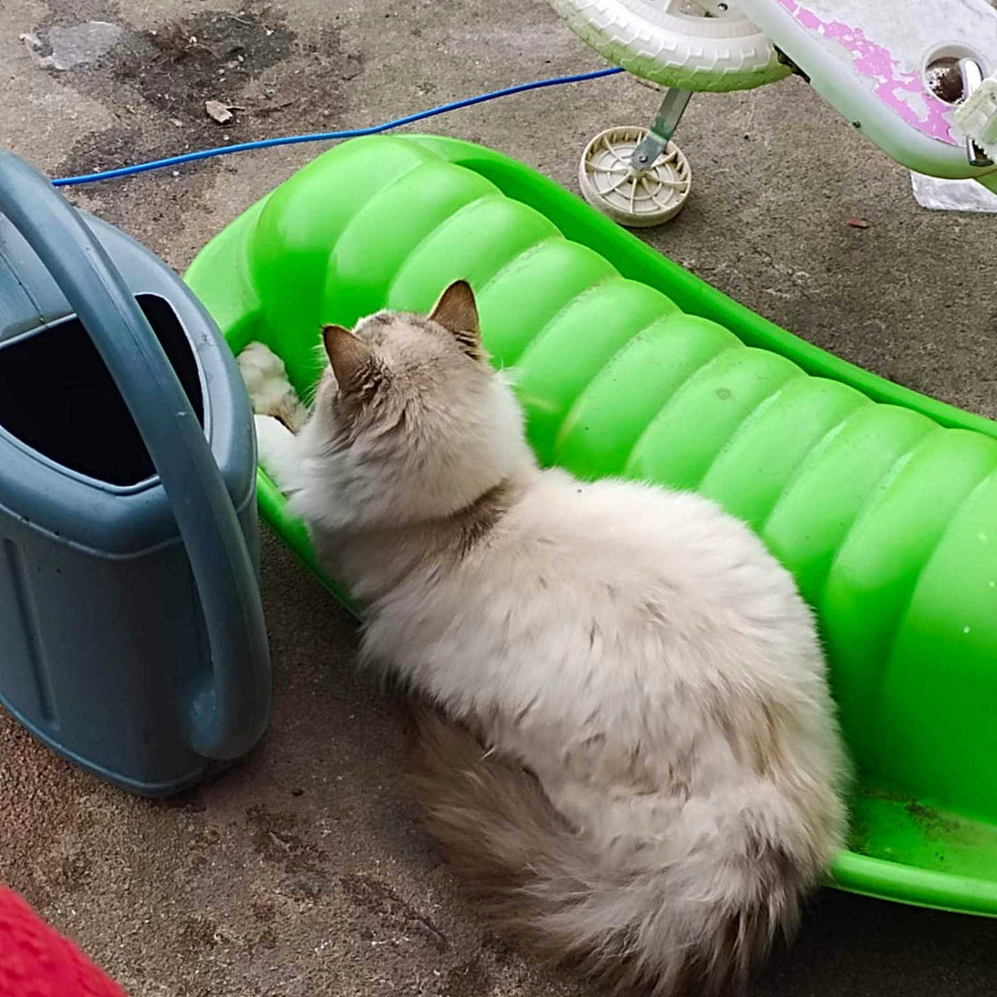 Bingo participe au concours pour gagner de l'argent avec cette photo : animal, canine, cat, chaise, device, dog, dogbed, grass, kitten, lawn, lawnmower, machine, manx, person, pet, plant, sliding, tire, tool, wheel