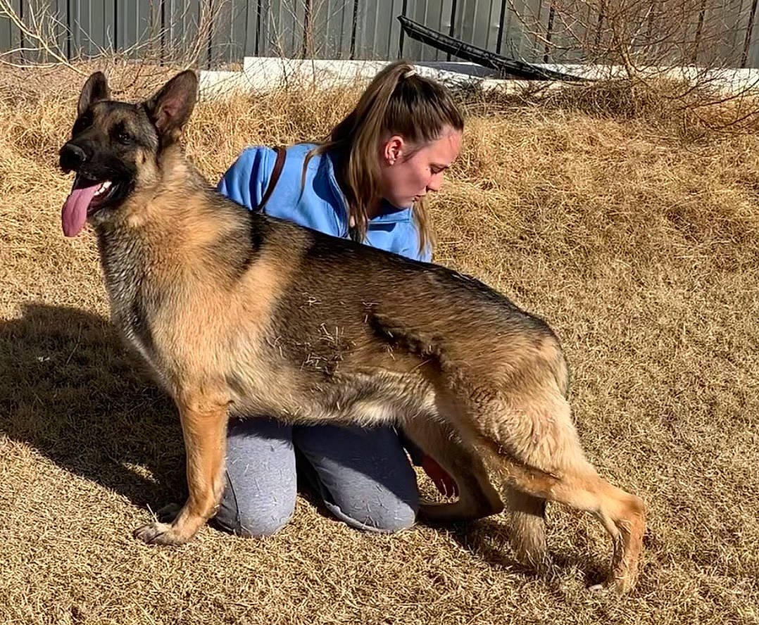 Gauge is registered to the contest to win money with this photo: canidae, carnivore, companion_dog, dog, dog_breed, dog_hiking, dog_supply, east_european_shepherd, fawn, german_shepherd_dog, herding_dog, king_shepherd, old_german_shepherd_dog, smile, snout, soil, sporting_group, terrestrial_animal, wildlife, working_animal