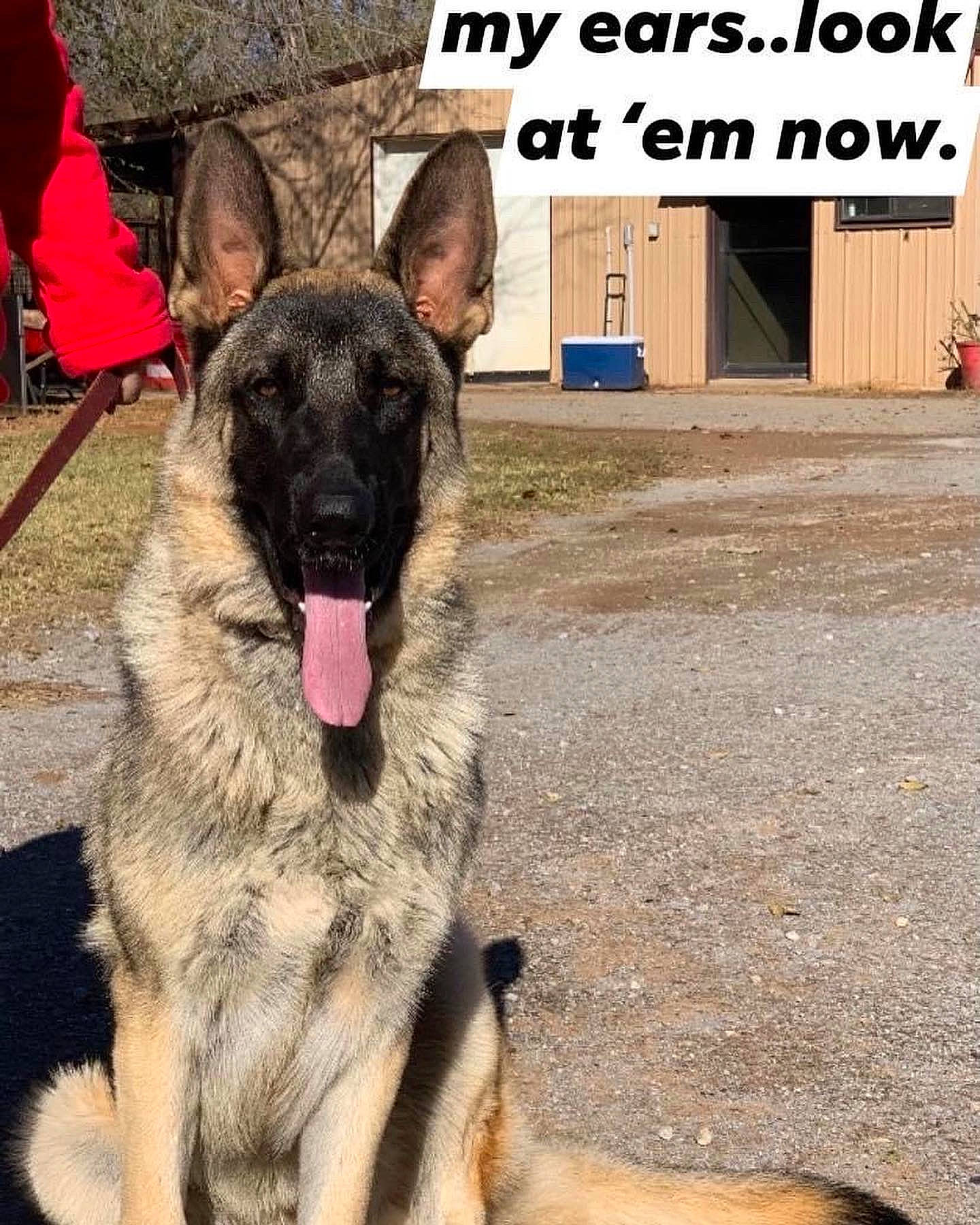 Gauge is registered to the contest to win money with this photo: canidae, carnivore, companion_dog, dog, dog_breed, east_european_shepherd, font, fur, german_shepherd_dog, herding_dog, old_german_shepherd_dog, photo_caption, snout, soil, sporting_group, terrestrial_animal, working_animal, working_dog