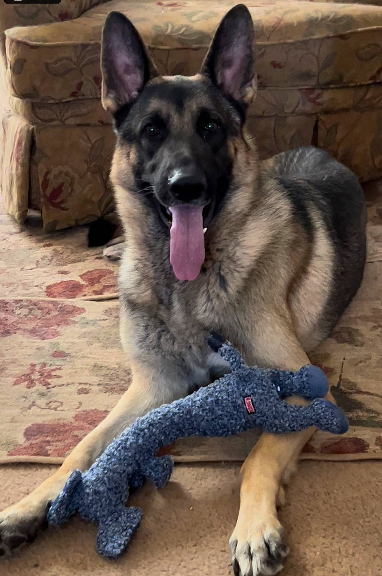 Gauge is registered to the contest to win money with this photo: biting, canidae, carnivore, companion_dog, dog, dog_breed, dog_supply, east_european_shepherd, fawn, foot, fur, german_shepherd_dog, herding_dog, jaw, old_german_shepherd_dog, paw, snout, sporting_group, terrestrial_animal, working_dog