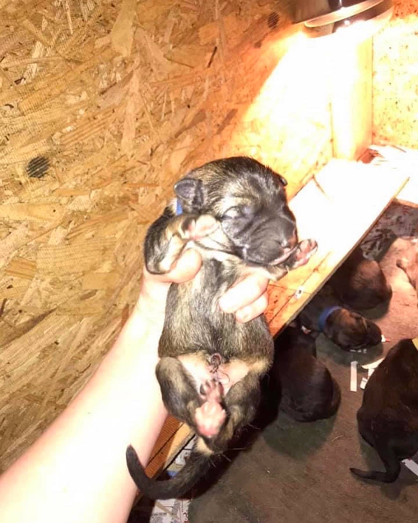 Gauge joined the competition — help win amazing prizes! fun, fur, lamp, mammal, snout, terrestrial_animal, wildlife, wood, working_animal