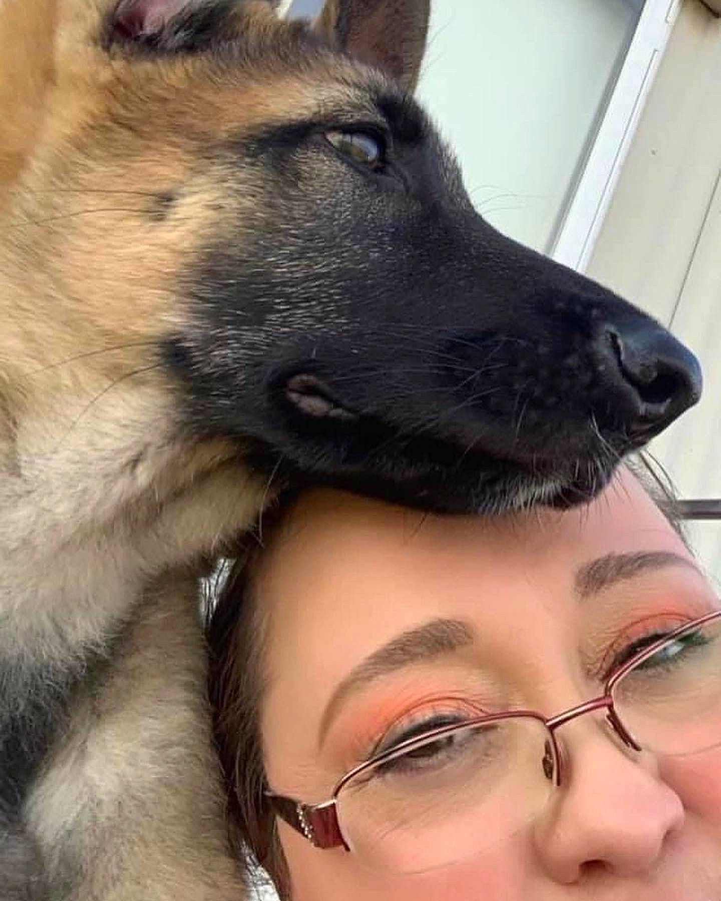 Gauge joined the competition — help win amazing prizes! carnivore, collar, companion_dog, dog, dog_breed, eyelash, eyewear, fawn, german_shepherd_dog, gesture, glasses, happy, herding_dog, jaw, king_shepherd, old_german_shepherd_dog, snout, vision_care, whiskers, working_animal