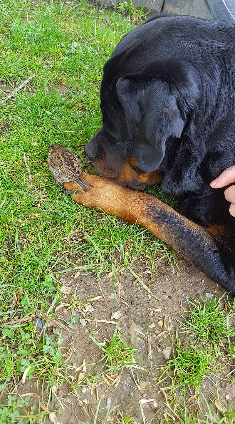 Malone a rejoint le concours — aidez-le/la à gagner de superbes lots ! borador, canidae, carnivore, comfort, companion_dog, dog, dog_breed, fur, grass, guard_dog, gun_dog, hunting_dog, retriever, skin, snout, sporting_group, vertebrate, working_animal, working_dog