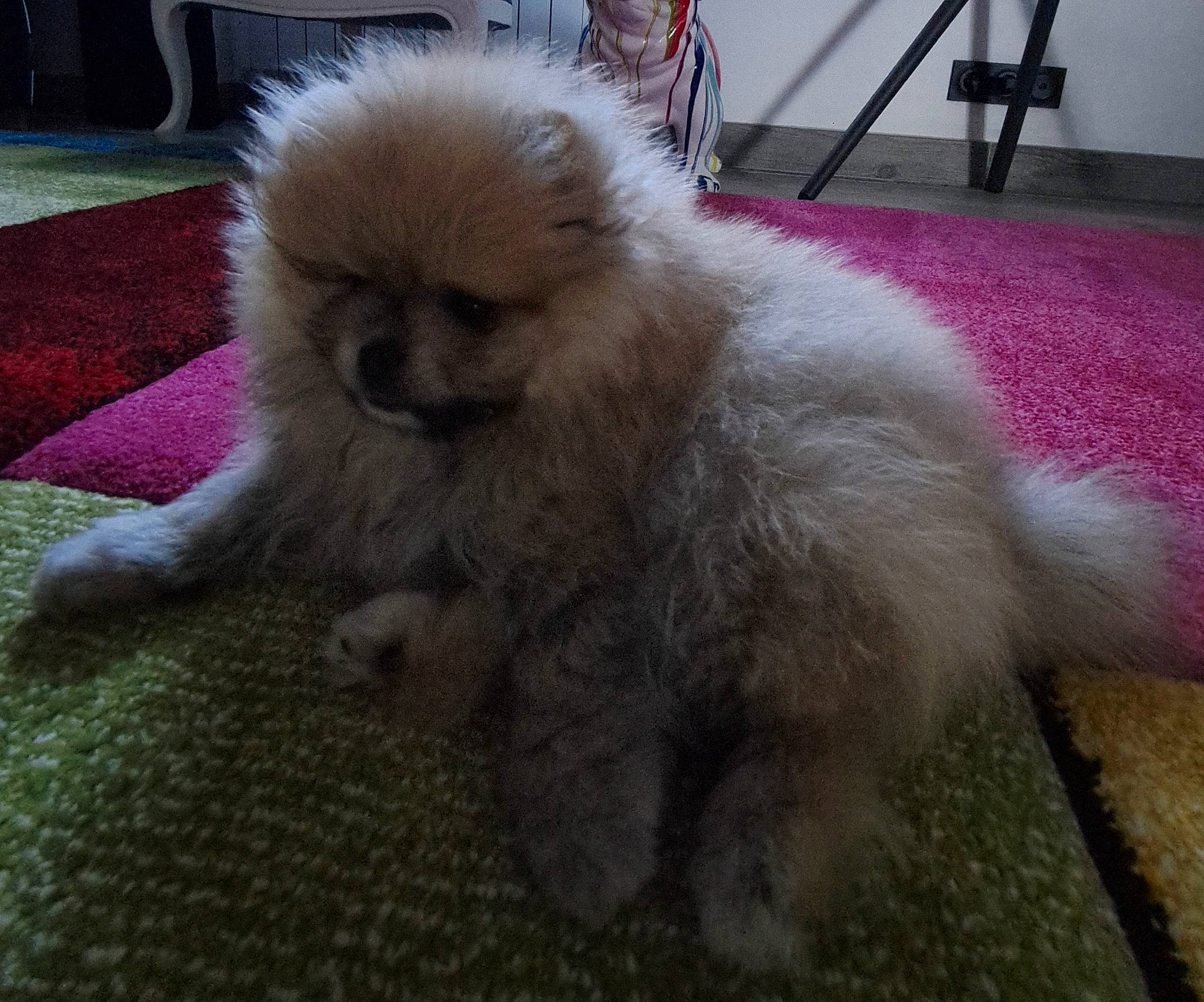 Uracann a rejoint le concours — aidez-le/la à gagner de superbes lots ! canidae, carnivore, chair, companion_dog, dog, dog_breed, fawn, flooring, fur, german_spitz, german_spitz_klein, german_spitz_mittel, magenta, non_sporting_group, snout, spitz, sporting_group, tail, toy_dog, working_animal