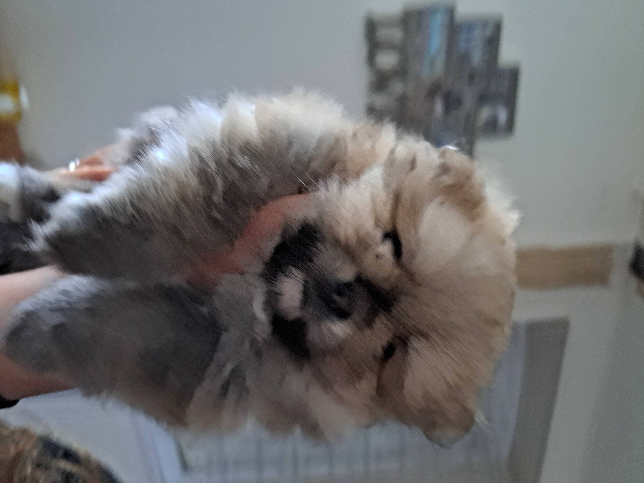 Uracann a rejoint le concours — aidez-le/la à gagner de superbes lots ! canidae, carnivore, cat, claw, companion_dog, dog_breed, fawn, felidae, fur, non_sporting_group, paw, puppy, small_to_medium_sized_cats, snout, sporting_group, tail, toy_dog, whiskers, wool